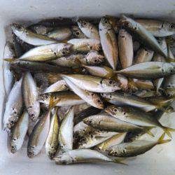 阿南市の椿泊でタチウオとシオと小アジ